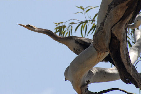 Australasian Darter (Anhinga novaehollandiae)